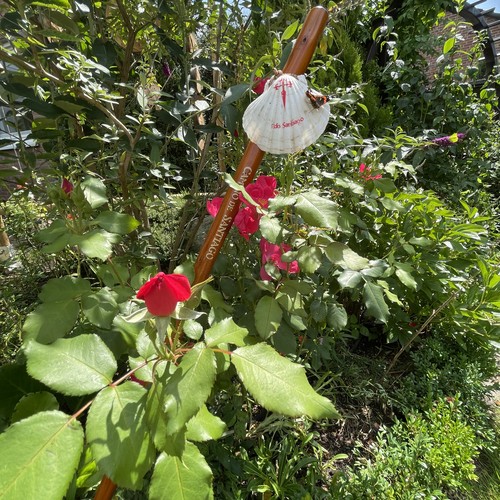 Pilgerrose und Pilgerstab