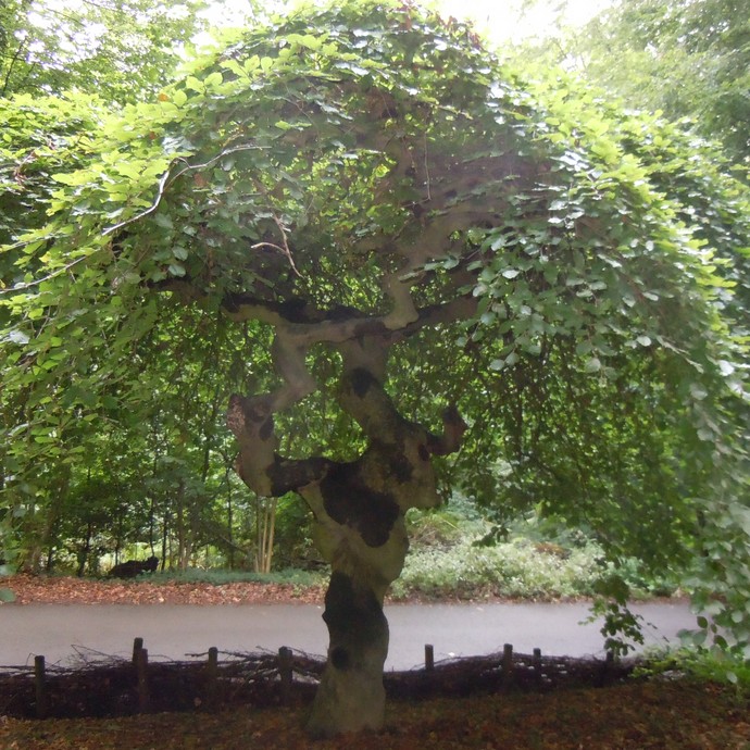 Baum in Minden (Altertumskommission). (vergrößerte Bildansicht wird geöffnet)