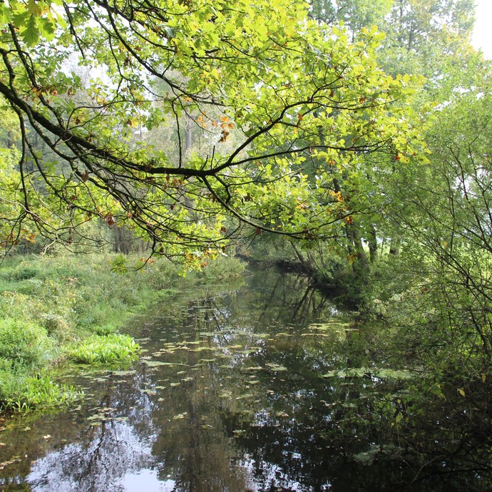 Jungferngraben bei Warendorf (Altertumskommission). (vergrößerte Bildansicht wird geöffnet)